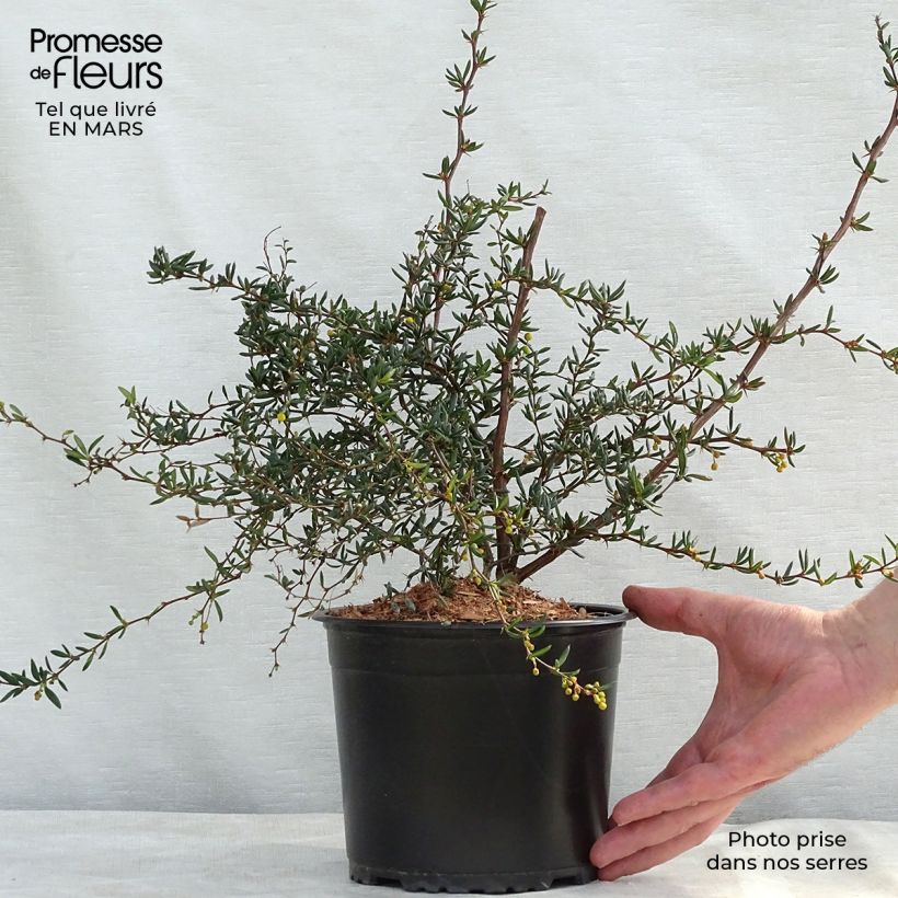 Exemplar von Berberis stenophylla - Schmalblättrige Berberitze Topf mit 2L/3L wie im Winter geliefert