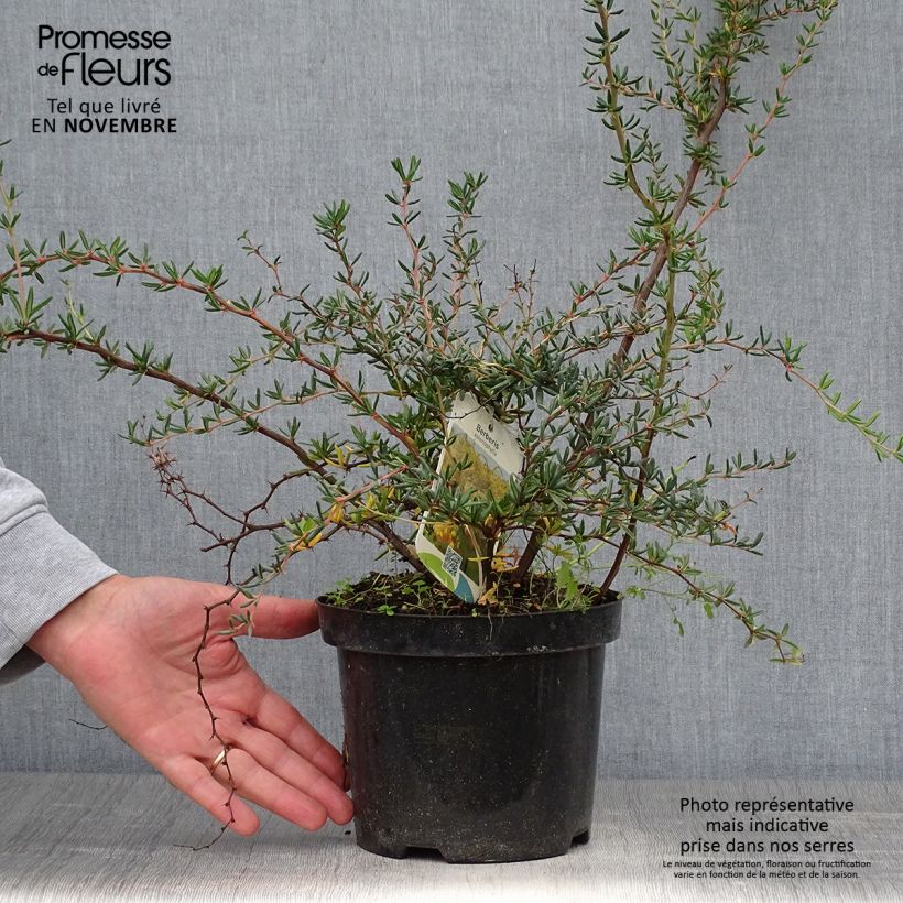 Example of Berberis stenophylla - Schmalblättrige Berberitze Topf mit 2L/3L as you get in automne