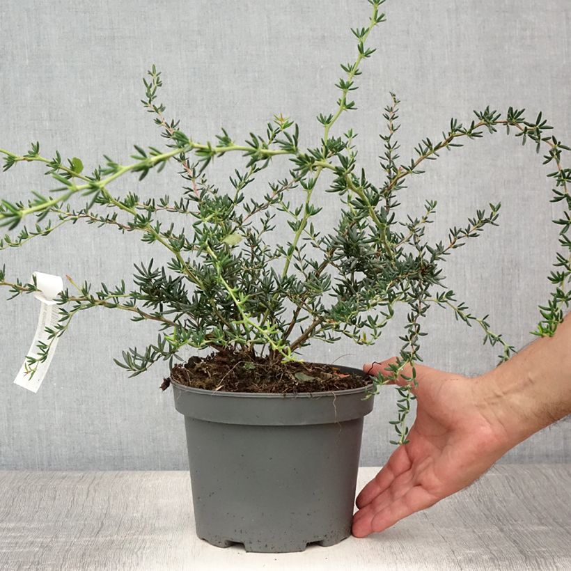 Exemplar von Berberis stenophylla - Schmalblättrige Berberitze Topf mit 2L/3L wie im Sommer geliefert