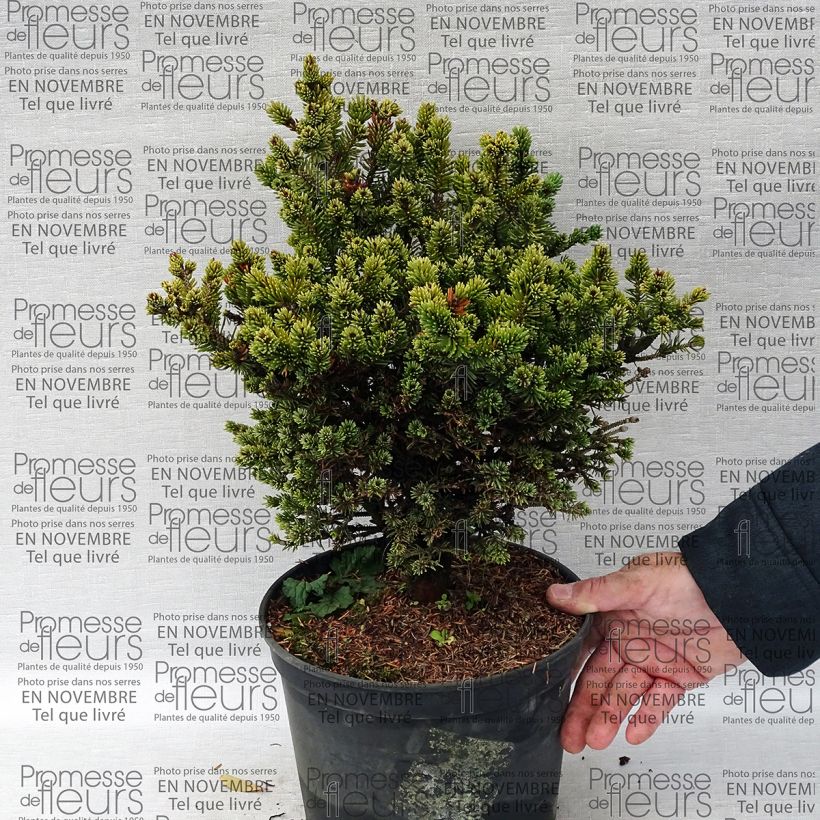 Example of Picea glauca Cecilia Topf mit 4L/5L as you get