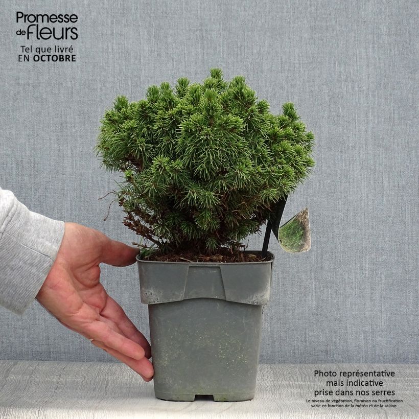 Example of Picea glauca Alberta Globe Topf mit 2L/3L as you get in automne