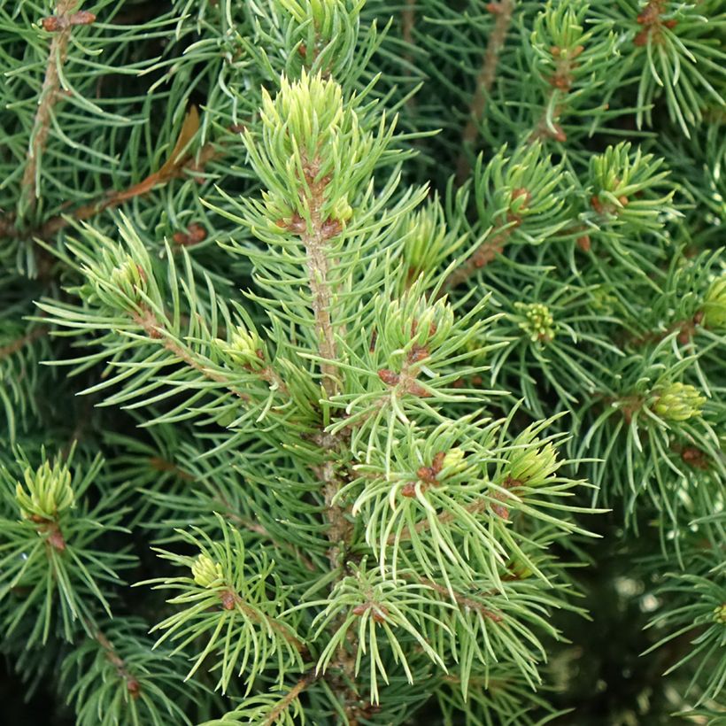 Picea glauca Biesenthaler Frühling (Laub)