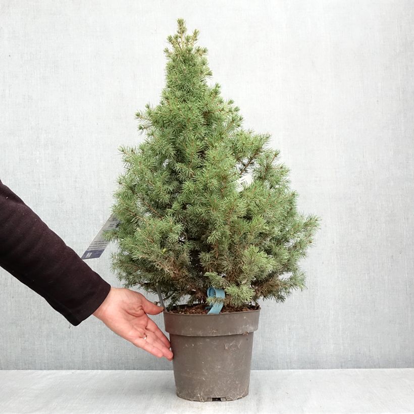 Exemplar von Picea glauca Biesenthaler Frühling Topf mit 4L/5L wie im Herbst geliefert