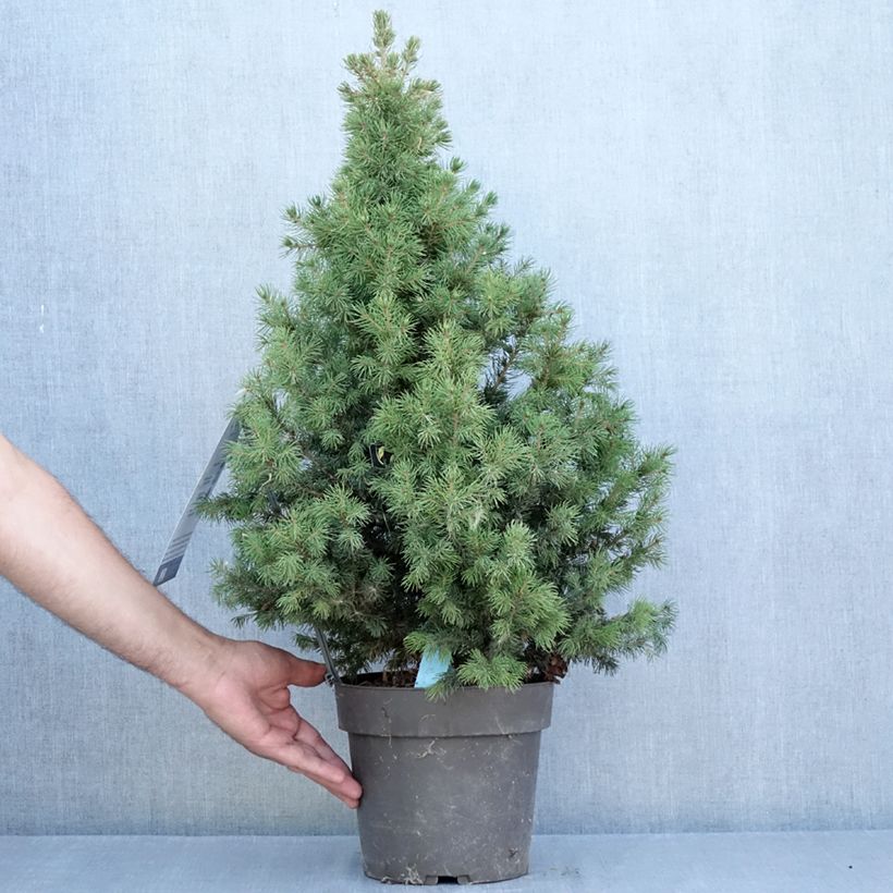 Example of Picea glauca Biesenthaler Frühling Topf mit 4L/5L as you get in ete