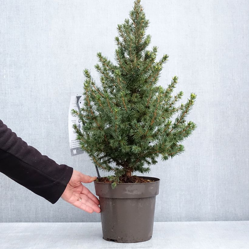 Exemplar von Picea glauca Biesenthaler Frühling Topf mit 4L/5L wie im Frühjahr geliefert