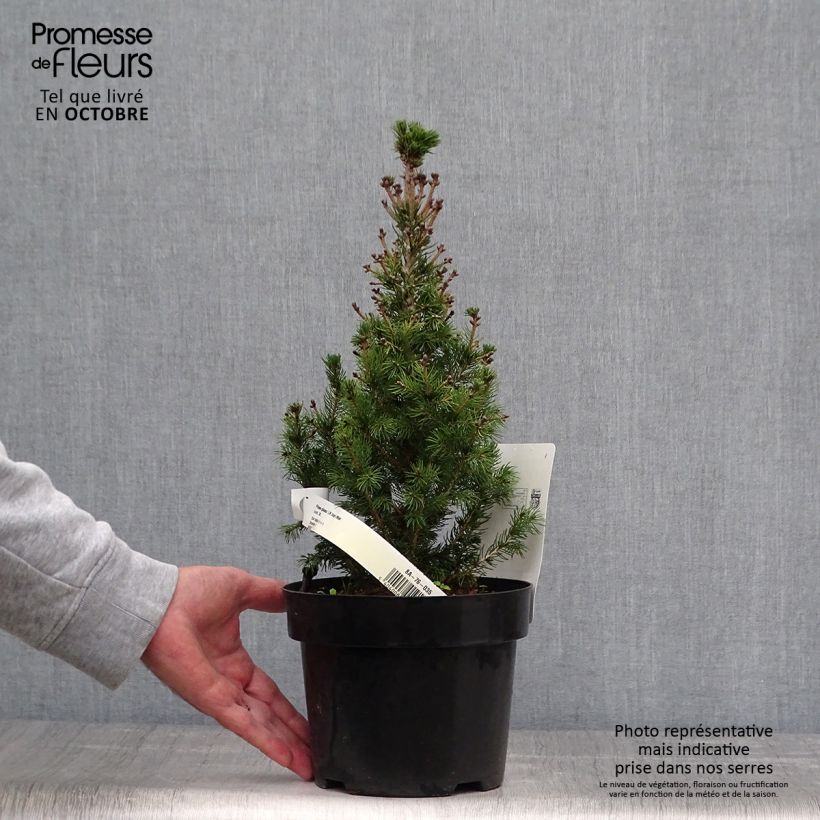 Example of Picea glauca Daisy's White Topf mit 2L/3L as you get in automne