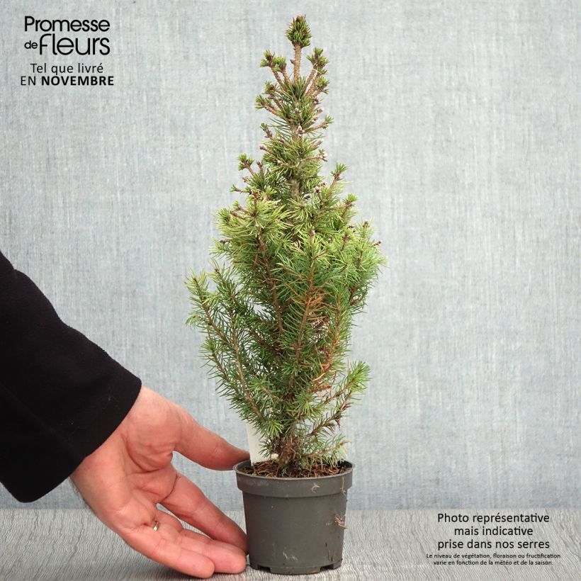 Example of Picea glauca Daisy's White Kleine Töpfe von 8/9 cm as you get in automne