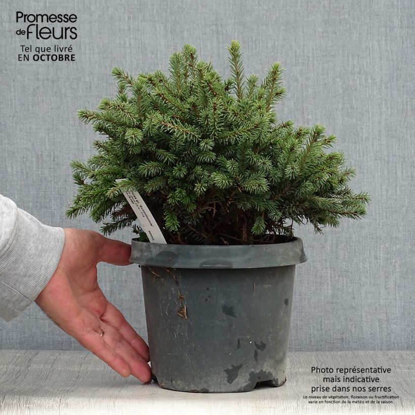 Example of Picea glauca Echiniformis Topf mit 2L/3L as you get in automne