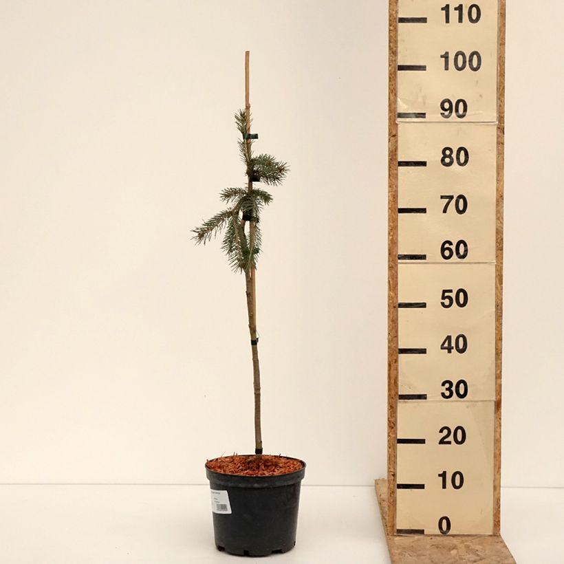 Example of Picea glauca Pendula Topf mit 4L/5L as you get in hiver