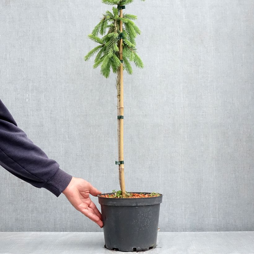 Exemplar von Picea glauca Pendula Topf mit 4L/5L, Mini-Stammrose wie im Frühjahr geliefert