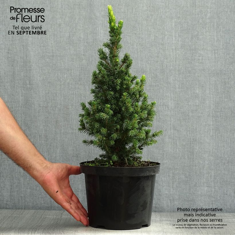 Example of Picea glauca Rainbow's End Topf mit 2L/3L as you get in ete
