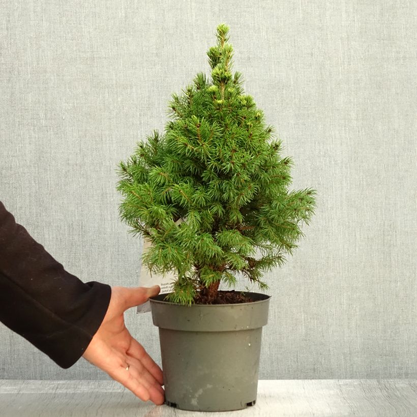 Example of Picea glauca Sun on the Sky Topf mit 2L/3L as you get in automne