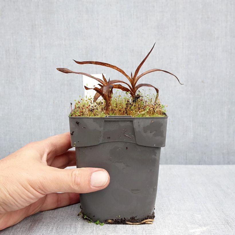 Exemplar von Epipactis gigantea - Sumpfwurz Topf mit 1L/1,5L wie im Herbst geliefert