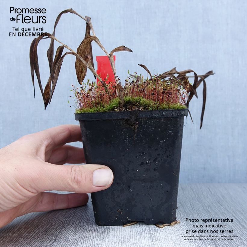 Exemplar von Epipactis gigantea - Sumpfwurz Topf mit 1L/1,5L wie im Winter geliefert