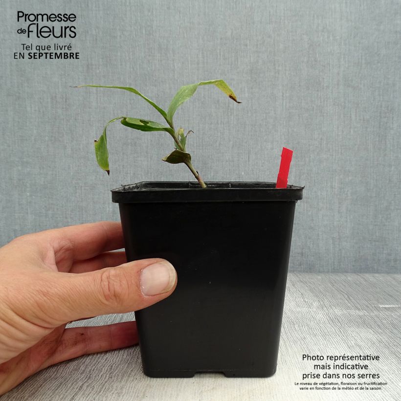 Example of Epipactis gigantea Night Serpentine - Sumpfwurz Topf mit 1L/1,5L as you get in automne