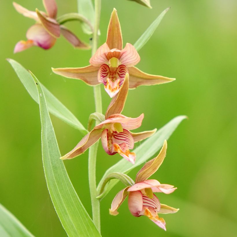 Epipactis Sabine - Sumpfwurz (Blüte)