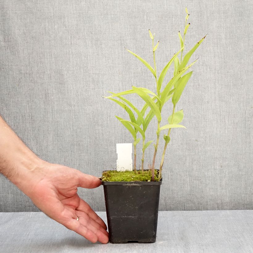 Exemplar von Epipactis Sabine - Sumpfwurz Topf mit 1L/1,5L wie im Herbst geliefert