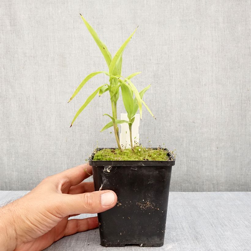 Exemplar von Epipactis thunbergii (x) gigantea - Sumpfwurz Topf mit 1L/1,5L wie im Herbst geliefert