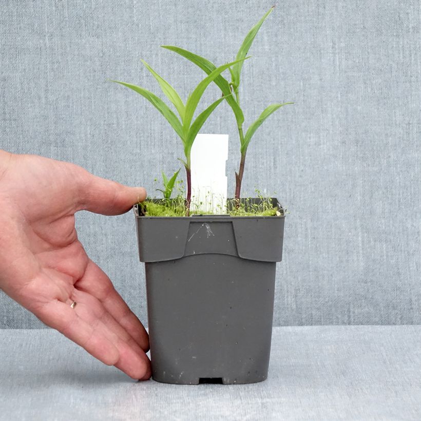 Example of Epipactis thunbergii (x) gigantea - Sumpfwurz Topf mit 1L/1,5L as you get in ete