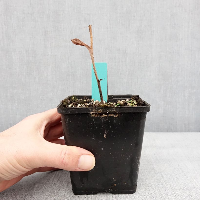 Example of Epipactis veratrifolia - Sumpfwurz Topf mit 1L/1,5L as you get in hiver