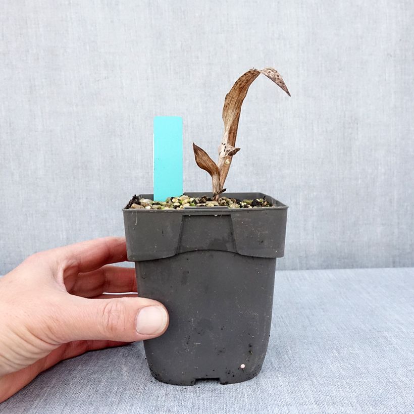 Exemplar von Epipactis veratrifolia - Sumpfwurz Topf mit 1L/1,5L wie im Frühjahr geliefert