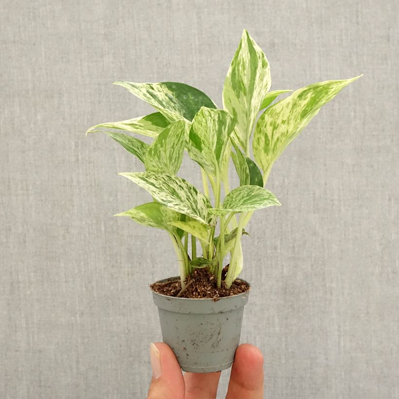 Exemplar von Efeutute - Epipremnum aureum Marble Queen Mini-plante wie im Herbst geliefert