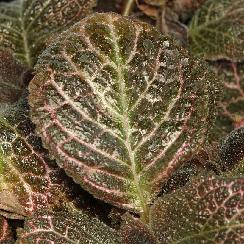 Episcia Pink Acajou (Laub)