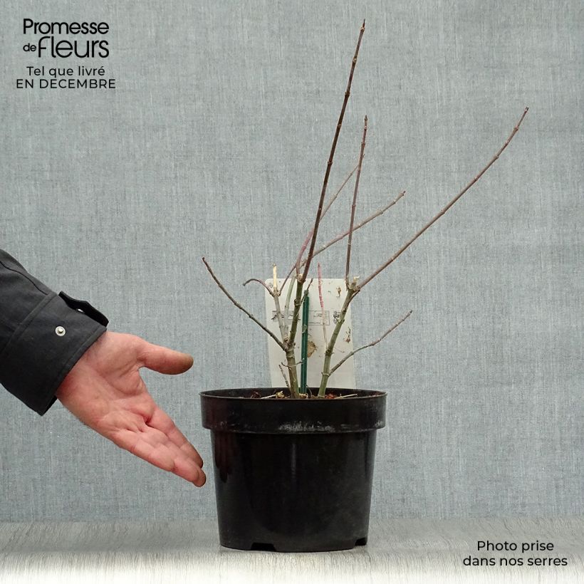 Exemplar von Eschen-Ahorn Flamingo - Acer negundo Topf mit 3L/4L wie im Winter geliefert