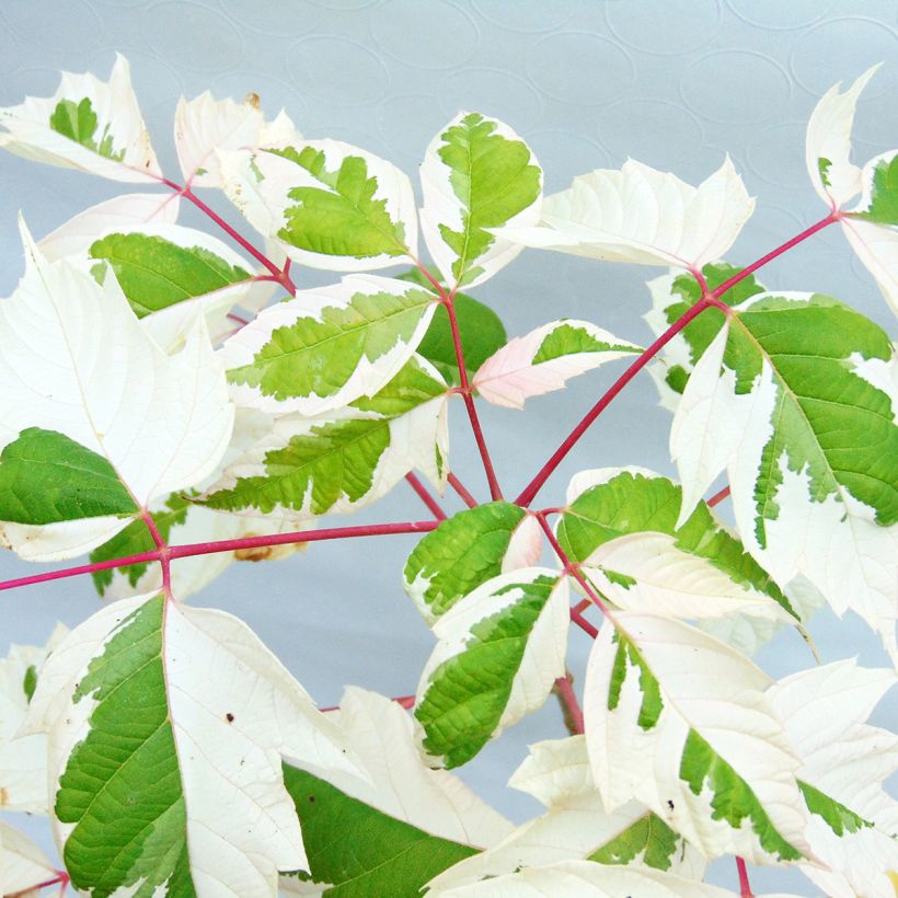 Eschen-Ahorn Flamingo - Acer negundo (Foliage)