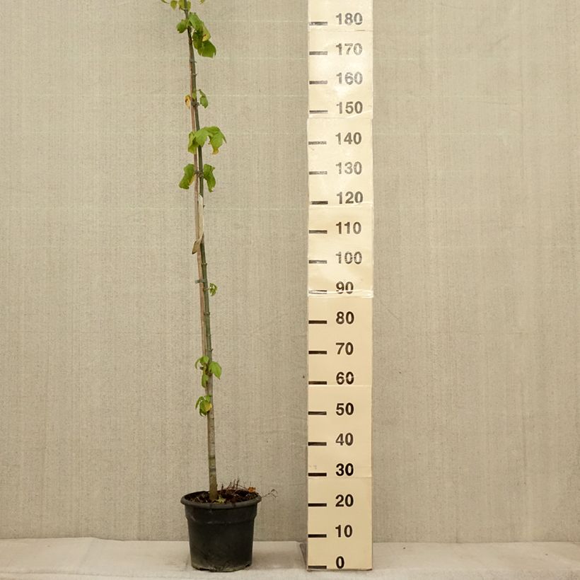 Example of Acer negundo - Eschen-Ahorn Topf mit 7,5L/10L as you get in automne