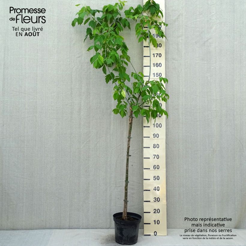 Exemplar von Eschen-Ahorn Kelly's Gold - Acer negundo Topf mit 3L/4L wie im Sommer geliefert