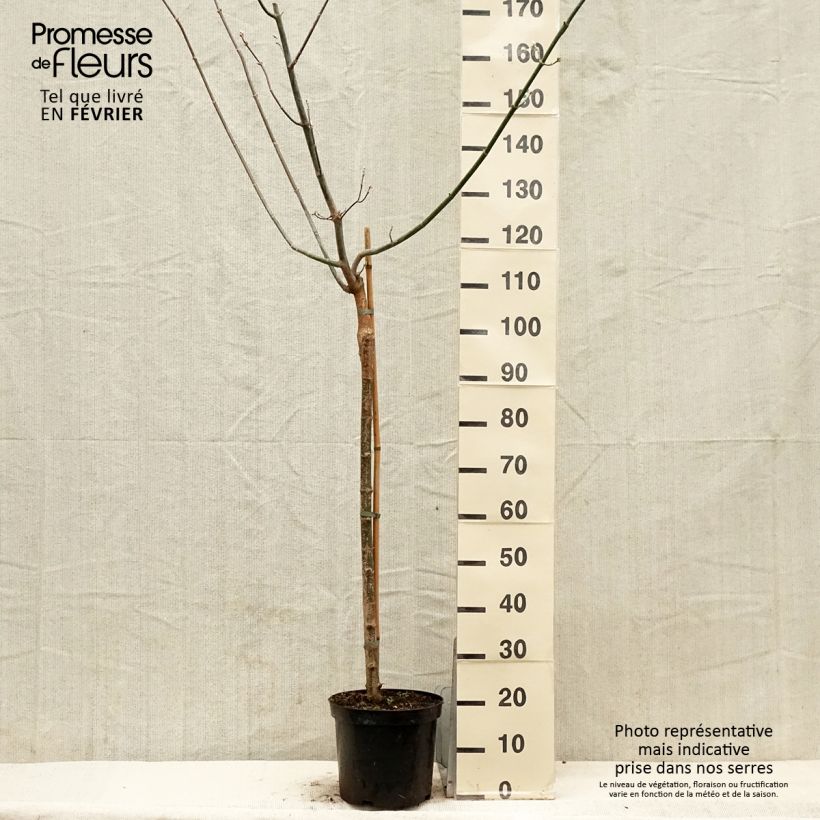 Exemplar von Eschen-Ahorn Kelly's Gold - Acer negundo Topf mit 3L/4L wie im Winter geliefert