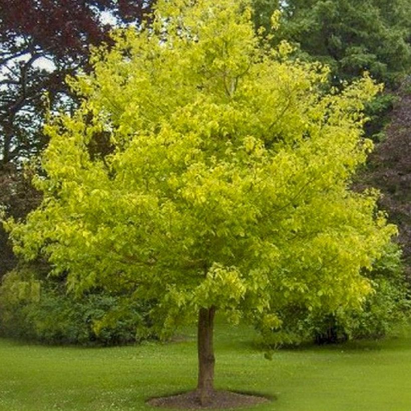 Eschen-Ahorn Kelly's Gold - Acer negundo (Plant habit)
