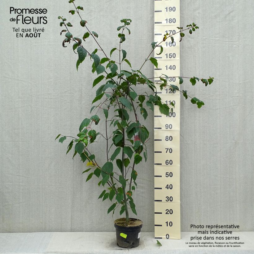Example of Roter Schlangenhaut-Ahorn - Acer capillipes Topf mit 7,5L/10L as you get in ete