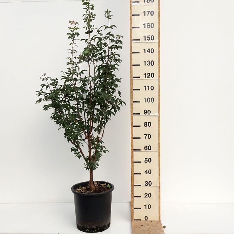 Example of Zimt-Ahorn - Acer griseum Topf mit 20L/25L as you get in ete