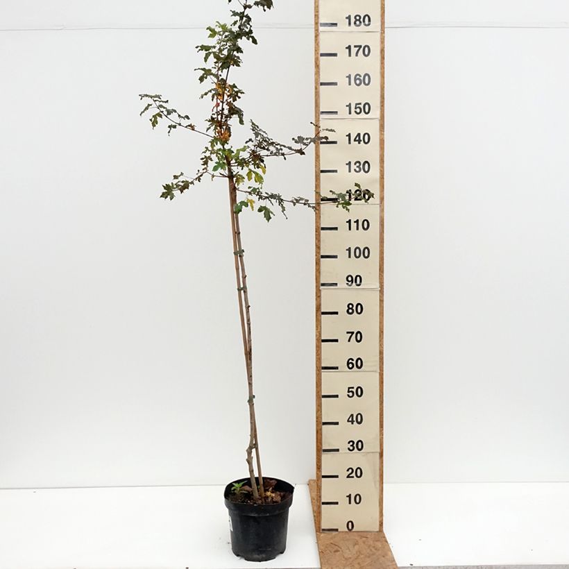 Exemplar von Feld-Ahorn Magic Spring - Acer campestre - Field Maple, Common Maple Topf mit 7,5L/10L wie im Herbst geliefert