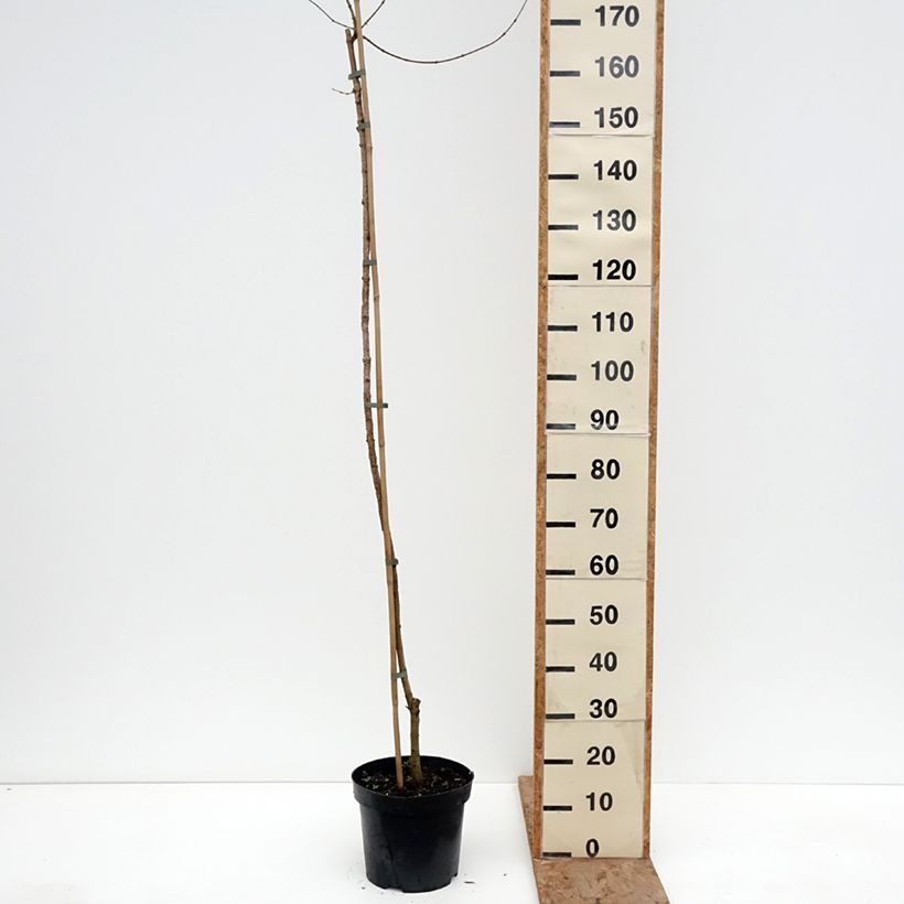 Exemplar von Feld-Ahorn Magic Spring - Acer campestre - Field Maple, Common Maple Topf mit 7,5L/10L, Stamm wie im Winter geliefert