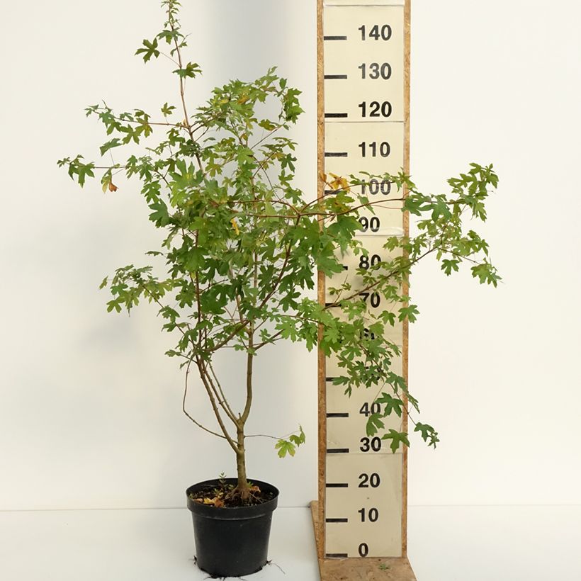 Example of Feld-Ahorn - Acer campestre Topf mit 4L/5L as you get in ete