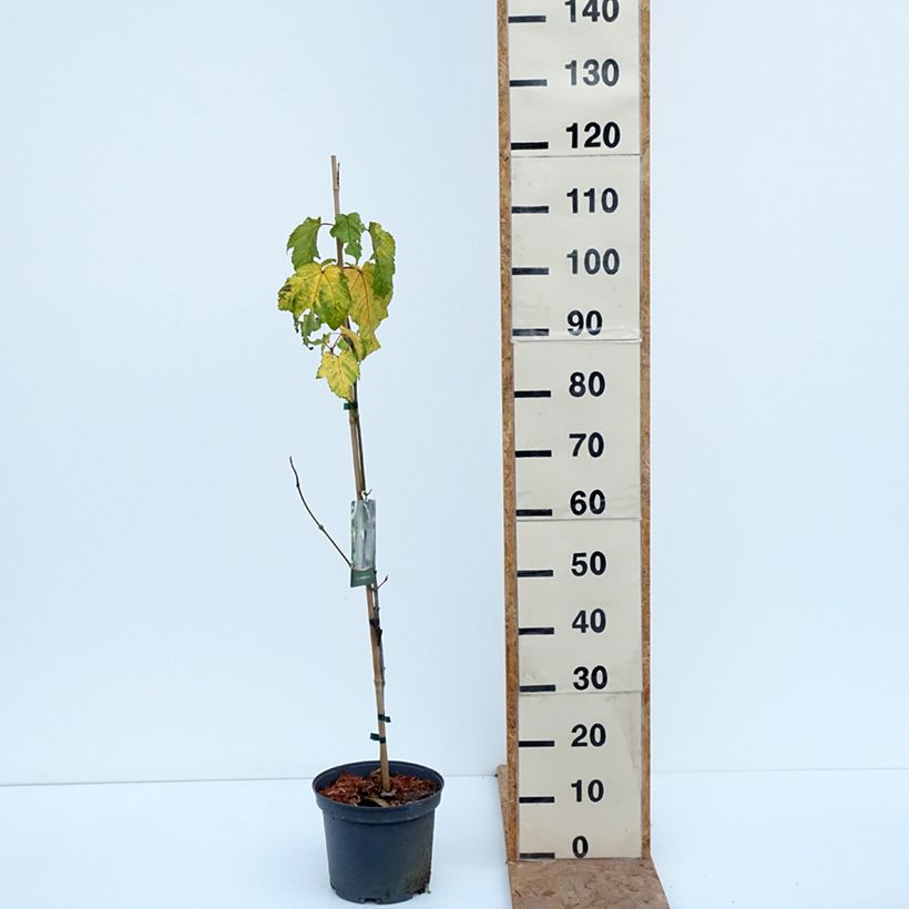 Exemplar von Streifen-Ahorn- Acer pensylvanicum Topf mit 4L/5L wie im Herbst geliefert