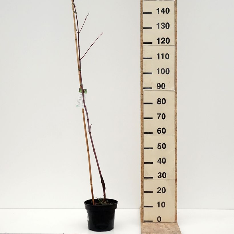 Example of Streifen-Ahorn- Acer pensylvanicum Topf mit 4L/5L as you get in hiver