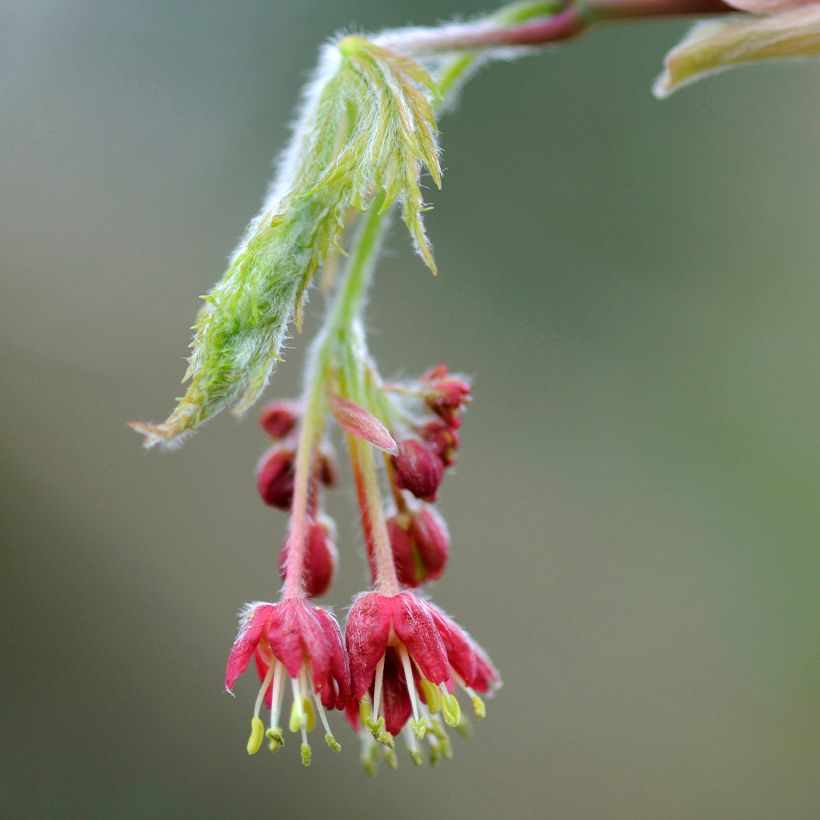 Japanischer Ahorn Aconitifolium - Acer japonicum (Flowering)