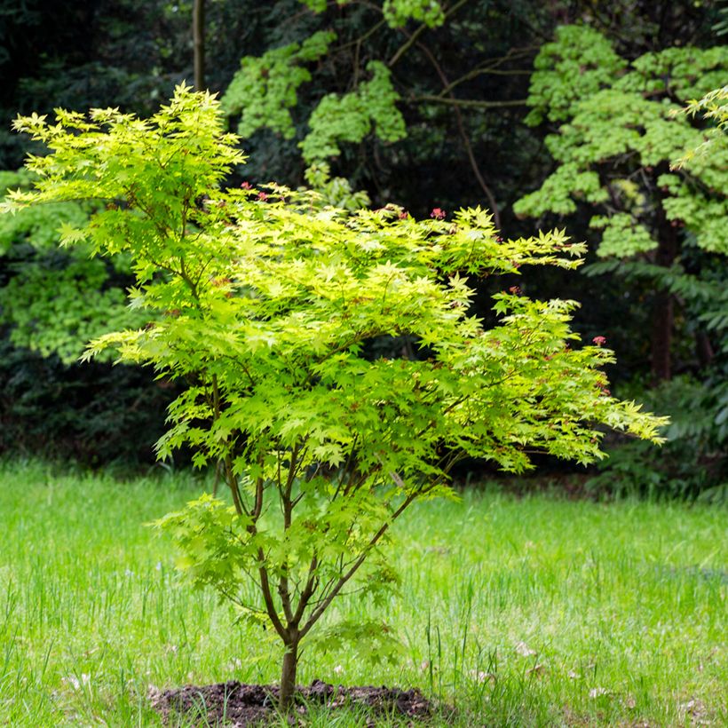 Japanischer Ahorn Aconitifolium - Acer japonicum (Plant habit)