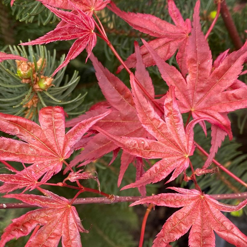 Fächerahorn Deshojo - Acer palmatum (Foliage)