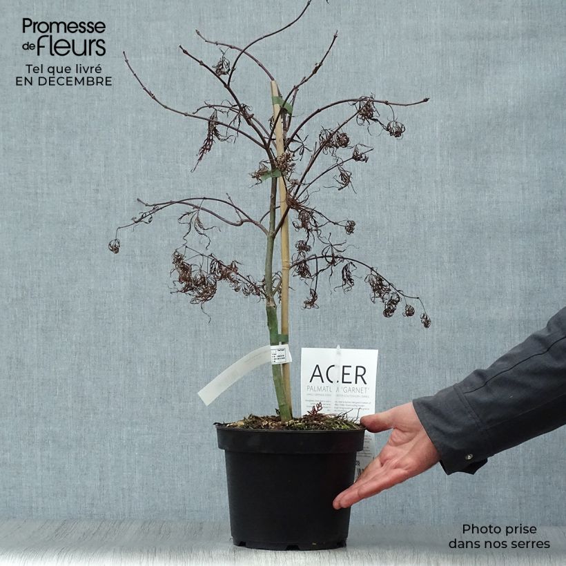 Exemplar von Fächerahorn Dissectum Garnet - Acer palmatum Topf mit 3L/4L wie im Winter geliefert