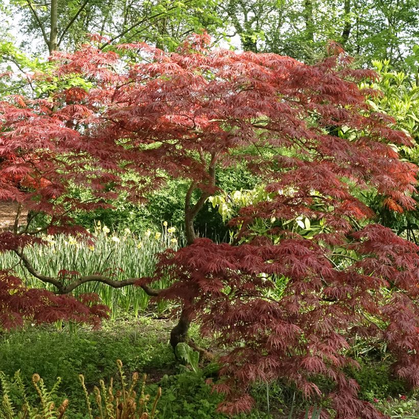 Fächerahorn Dissectum Garnet - Acer palmatum (Plant habit)
