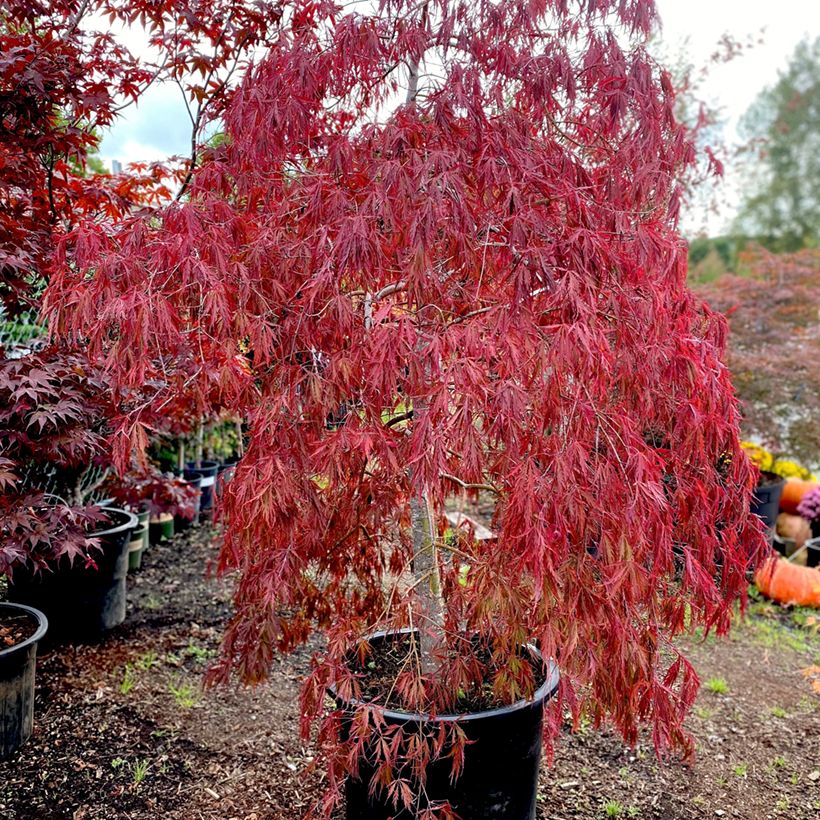 Fächerahorn Dissectum Tamukeyama - Acer palmatum (Plant habit)