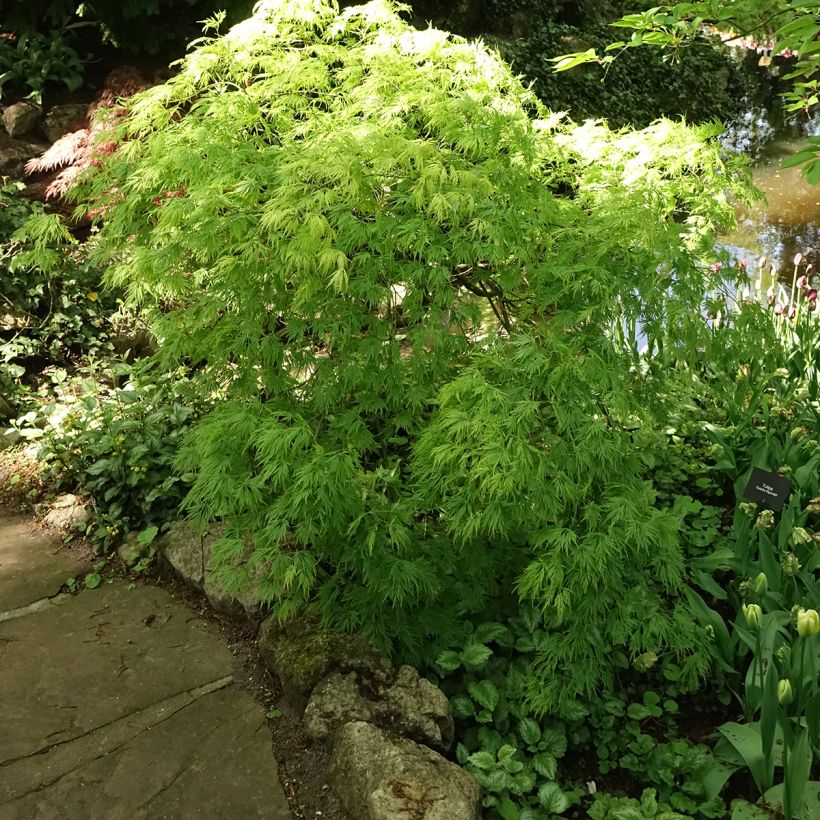 Fächerahorn Dissectum Viridis - Acer palmatum (Plant habit)