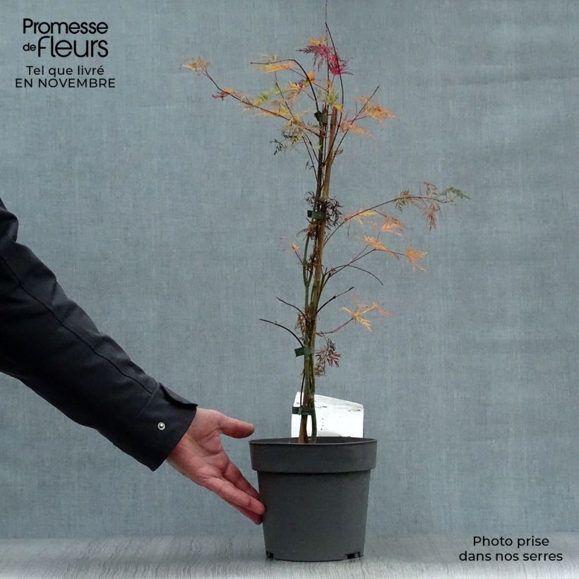 Example of Fächerahorn Emerald Lace - Acer palmatum Topf mit 7,5L/10L as you get in automne