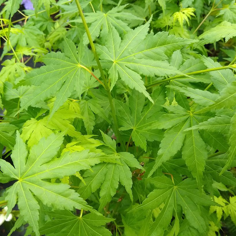Fächerahorn Going Green - Acer palmatum (Foliage)
