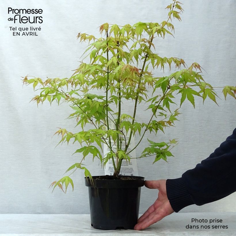 Exemplar von Fächerahorn Katsura - Acer palmatum Topf mit 2L/3L wie im Frühjahr geliefert